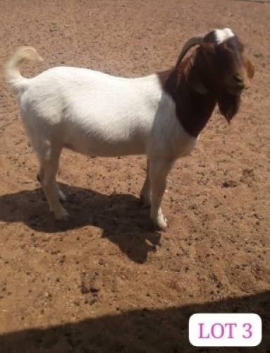 1 X Boergoat Buck Mashumba