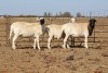 3 X MEATMASTERS OOI/EWE DIDYMUS MEATMASTERS