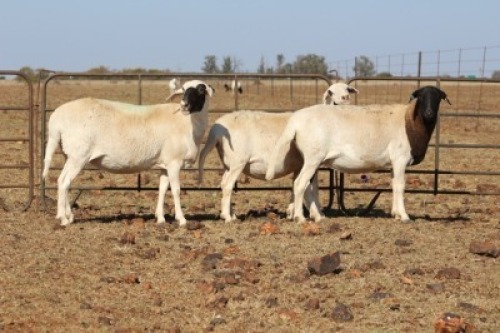3 X MEATMASTERS OOI/EWE DIDYMUS MEATMASTERS