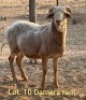 1 X Damara Ram Marnic Joubert