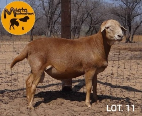 1 X Meatmaster Ram Carl du Plessis