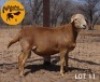 1 X Meatmaster Ram Carl du Plessis