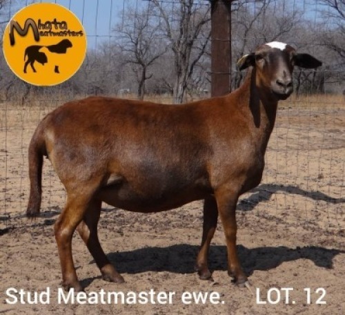 1 X Meatmaster Ewes Carl du Plessis