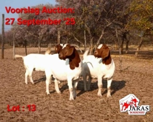 1 X Boergoat Doe Jaras (Pty)Ltd (Per animal to take the lot)