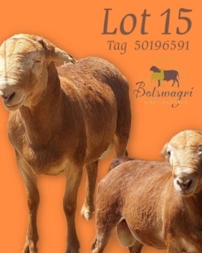 1 X Meatmaster Ram Botswagri