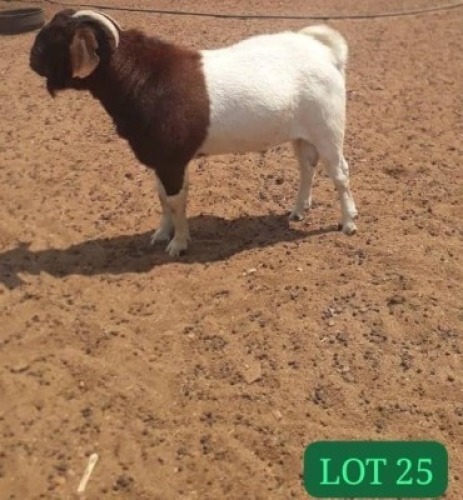 1 X Boergoat Buck Mashumba