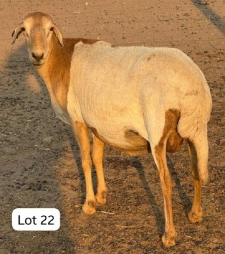 1 X Meatmaster Ewes Bokamoso Piandi