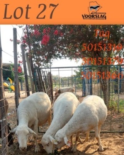 3 X Van Rooy Ewes Voorslag Farmers (Per animal to take the lot)