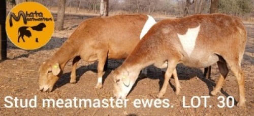 2 X Meatmaster Ewes Carl du Plessis