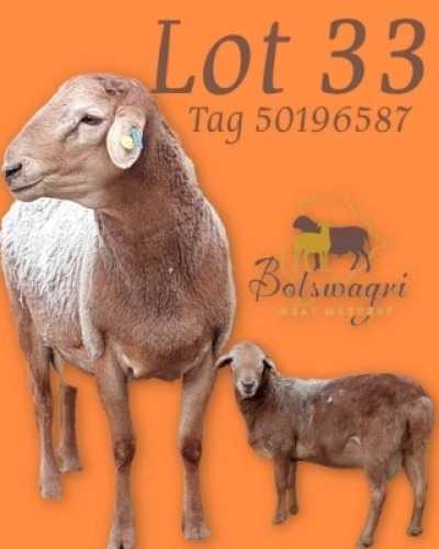 1 X Meatmaster Ram Botswagri