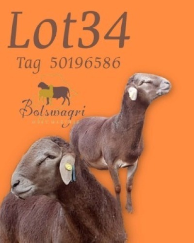 1 X Meatmaster Ram Botswagri