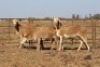 3 X MEATMASTERS OOI/EWE DIDYMUS MEATMASTERS - 2