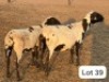 2 X Meatmaster Ewes Bokamoso Piandi (Per animal to take the lot)
