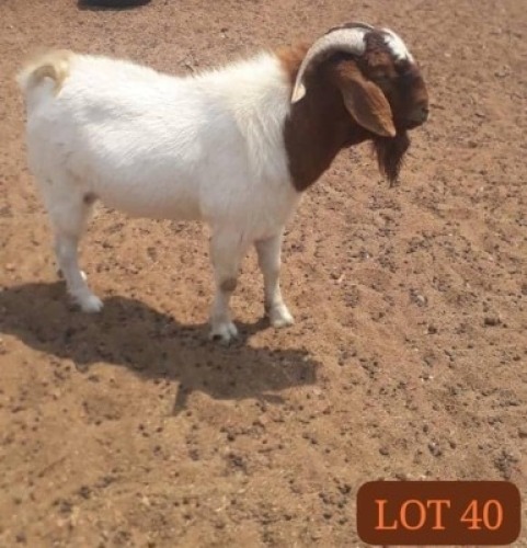 1 X Boergoat Buck Mashumba