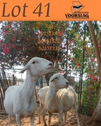 3 X Van Rooy Ewes Voorslag Farmers