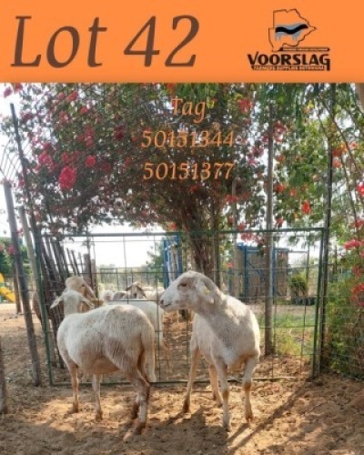 2 X Meatmaster Ewes Voorslag Farmers (Per animal to take the lot)