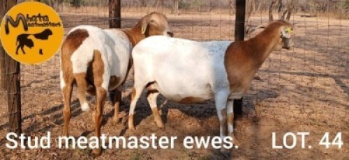 2 X Meatmaster Ewes Carl du Plessis (Per animal to take the lot)