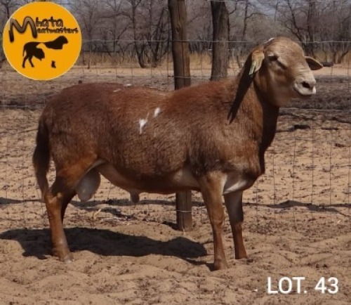 1 X Meatmaster Ram Carl du Plessis (Per animal to take the lot)