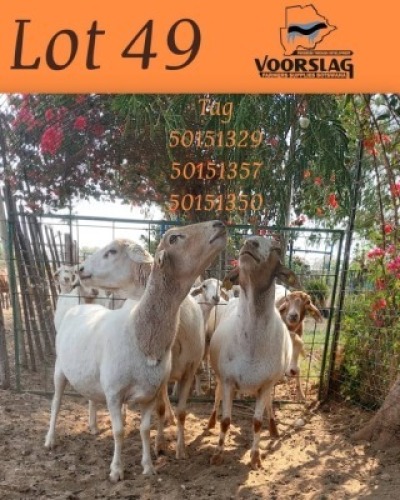 3 X Veldmaster Ewes Voorslag Farmers (Per animal to take the lot)