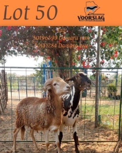 1 X Damara Ram Voorslag Farmers (Per animal to take the lot)