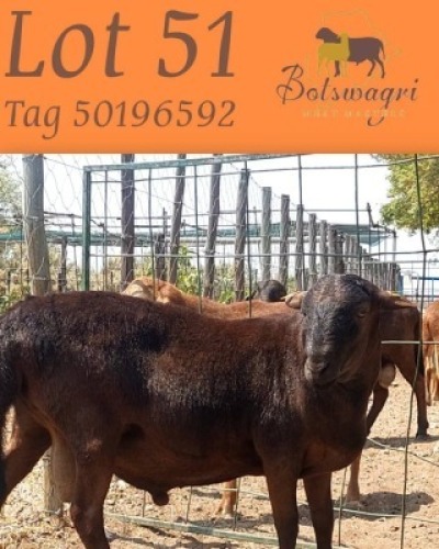 1 X Meatmaster Ram Botswagri