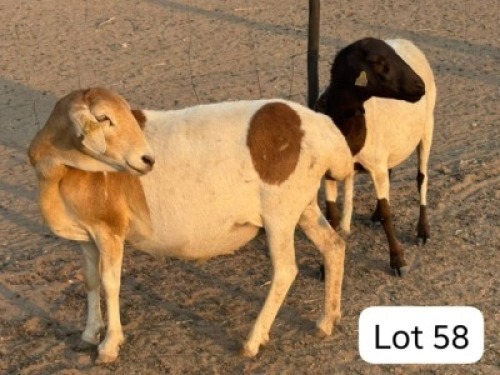 2 X Meatmaster Ewes Bokamoso Piandi
