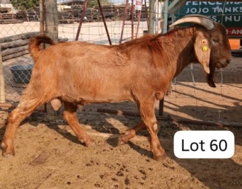 1 X Kalahari Red Buck Mohammed Nadat (Per animal to take the lot)