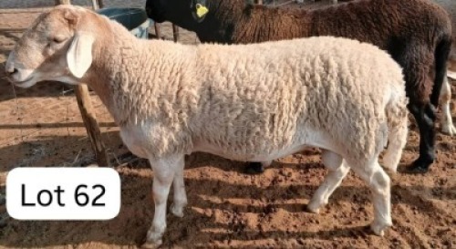 1 X Meatmaster Ram Mohammed Nadat (Per animal to take the lot)