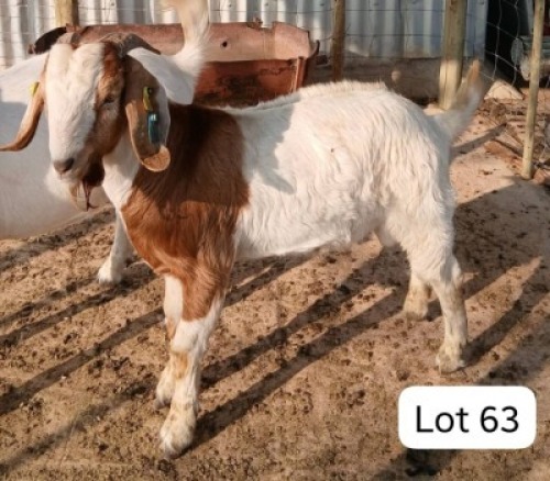 1 X Boergoat Buck Mohammed Nadat (Per animal to take the lot)