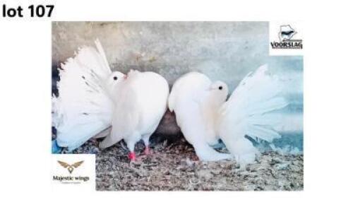 1+1 X English Fantail Male & Female Majestic Wings