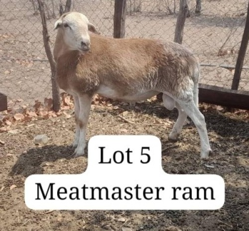 X Calve Ranch(Pty)Ltd (Per animal to take the lot)