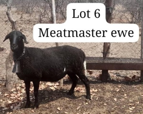 1 X Meatmaster Ewes Calve Ranch(Pty)Ltd (Per animal to take the lot)