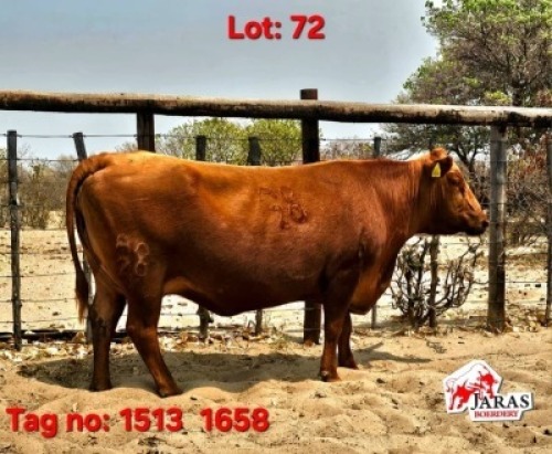 1 X Red cattle Cow Jaras (Pty)Ltd (Per animal to take the lot)