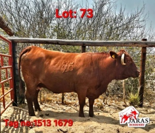 1 X Red cattle cow Jaras (Pty)Ltd (Per animal to take the lot)