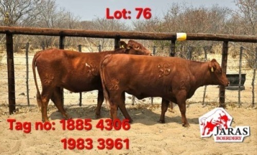 2 X Red cattle cows Jaras (Pty)Ltd (Per animal to take the lot)