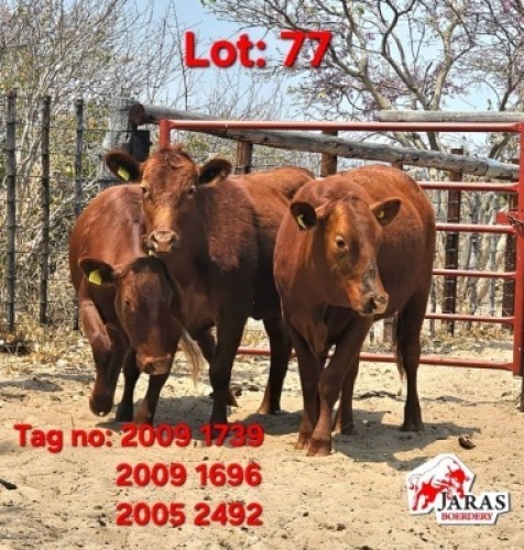 3 X Red cattle Heifers Jaras (Pty)Ltd (Per animal to take the lot)