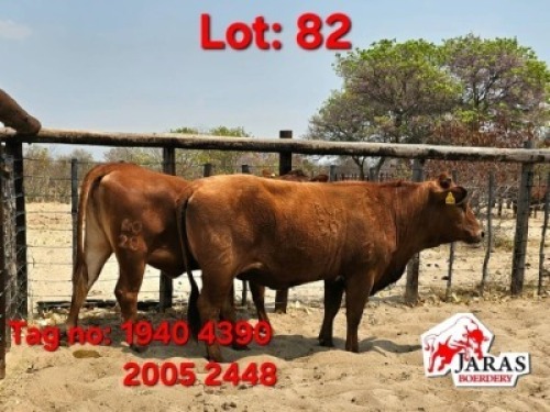 2 X Red cattle cow Jaras (Pty)Ltd (Per animal to take the lot)