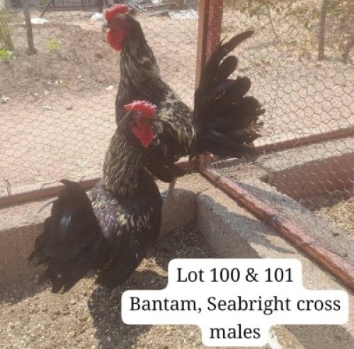 1 X Seabright/Bantam cross Rooster Calve Ranch(Pty)Ltd (Per animal to take the lot)