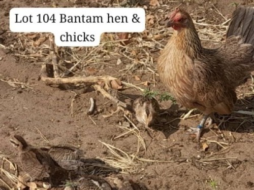 1 X Bantam Chicks & Hen Calve Ranch(Pty)Ltd (Per animal to take the lot)