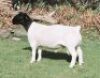 1 X DORPER T5 RAM Nel Dorpers