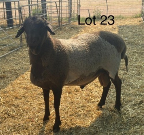 1 X Meatmaster Ram Strydcor enterprises (Per animal to take the lot)