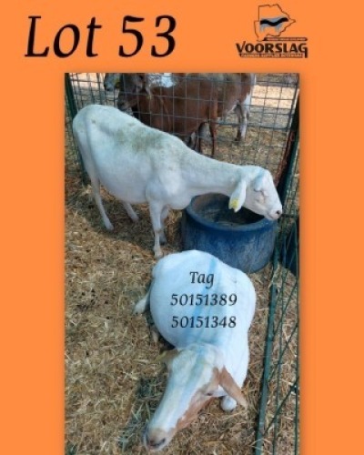 2 X Van rooy/ Meatsmaster combo Ewes Voorslag Farmers (Per animal to take the lot)