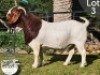 1 X BOER GOAT STUD BUCK COLLEN BOERDERY