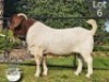 1 X BOER GOAT BUCK COLLEN BOERDERY