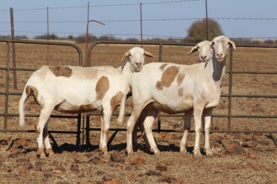 3 X MEATMASTERS OOI/EWE DIDYMUS MEATMASTERS