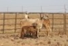 2 X MEATMASTERS OOI/EWE DIDYMUS MEATMASTERS - 2