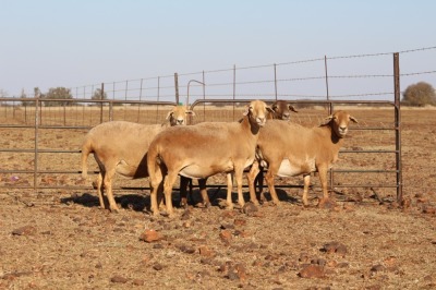 4 X MEATMASTERS OOI/EWE DIDYMUS MEATMASTERS