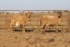 4 X MEATMASTERS OOI/EWE DIDYMUS MEATMASTERS - 3