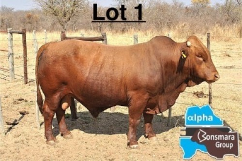 1 X BONSMARA BULL GREENWAY