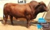 1 X BONSMARA BULL MEDUPI BONSMARAS